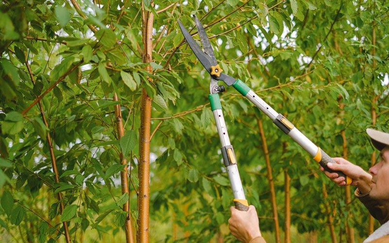 Tree trimming in Levasy, MO